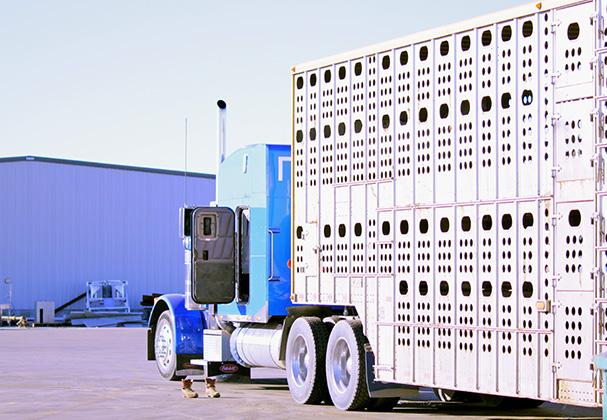These trailers also have vents that can be opened or closed to permit air flow based upon outside temperatures. It is important to load and unload livestock calmly and quietly.