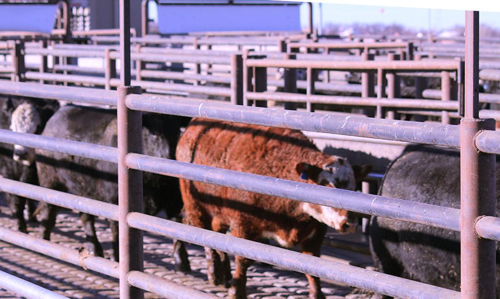 Once livestock arrive at plants, they are placed in pens, rested for several hours and given fresh water before they enter a plant for processing.