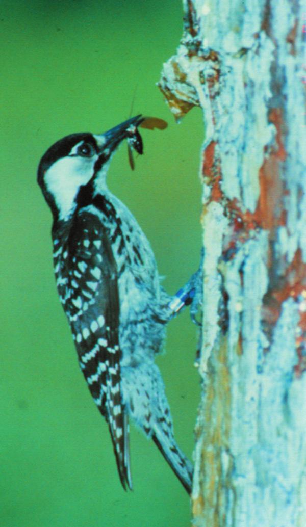 Jim Hanula Ralph Costa NCWRC NCWRC Why is it endangered? Red-cockaded woodpeckers are endangered primarily due to habitat loss and changes in land use.