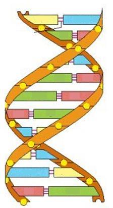 DNA: The Molecule of Heredity STRUCTURE AND FUNCTION - a nucleic acid o C, H, O, N, P o Made of nucleotides = smaller subunits o Components of nucleotides: Deoxyribose (simple sugar) Phosphate group