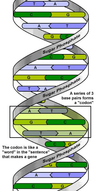 2 Shape is a double helix o Double helix: 2 spirals wound around each other o Rosalind Franklin took an X-ray photo of DNA o James Watson and Francis Crick interpreted the photo and discovered the