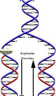 3 Chargaff s Rule In DNA, the amount of A = the amount of T the amount of C = the amount of G DNA is complementary Complementary: bases on one strand match up with the bases on the other strand (A-T
