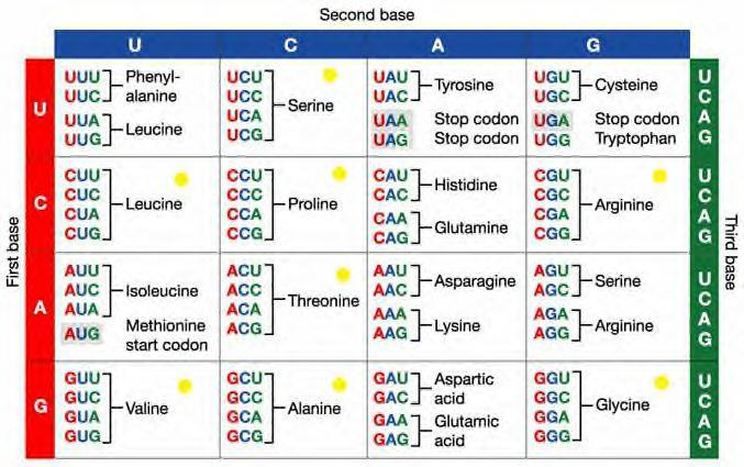 8 Genetic Code Code that matches codons in mrna to amino acids on mrna codons (3 bases) trnas Amino acids Stop codon codes for the end of the mrna (no amino acid added) 1. Read your mrna codon ACU 2.