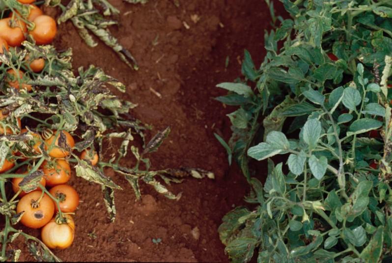 cultivated tomato Solanum lycopersicum or Solanum