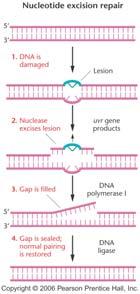 Nucleotide Excision Repair Nuclease recognizes distorted DNA and cleaves