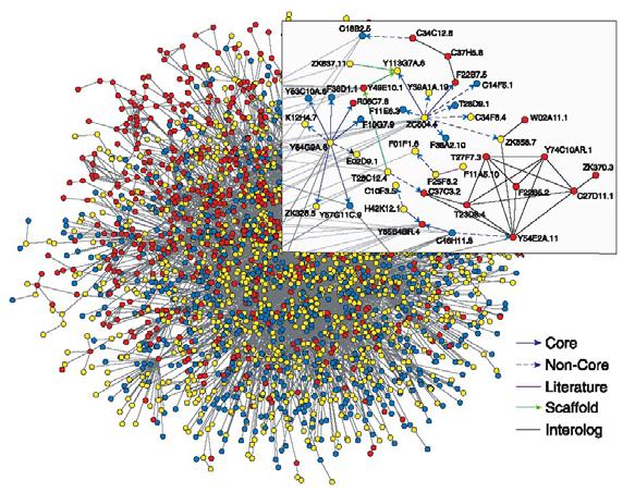 A Map of the Interactome Network of the Metazoan C. elegans Li et. al., Science, 303, 540-543 (2004) Paper presents Large scale mapping of protein-protein interaction in C.