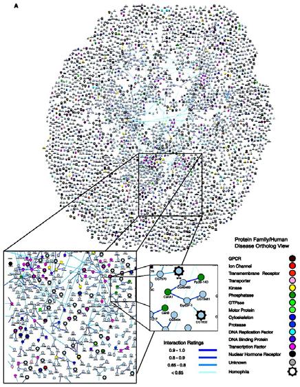 A Protein Interaction Map of Drosophila melanogaster Giot et. al.