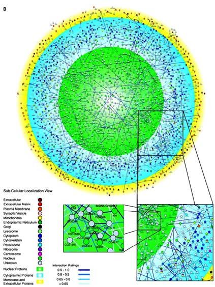 The fly protein- interaction map: Subcellular localization Reprinted from: Giot et. al.