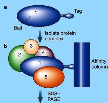 Tag-based Characterization of protein complexes Reprinted from: Kumar A. and Snyder M.