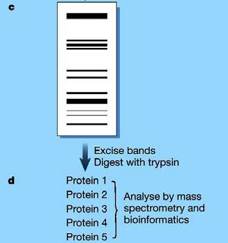 protein A of S.