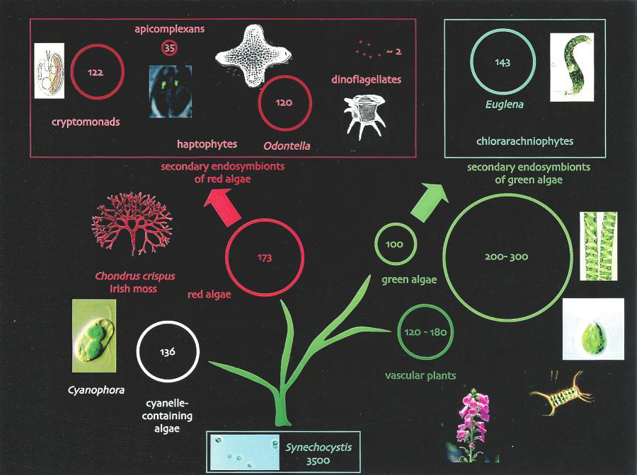 Diverse Algae Genomes and Chloroplast Genomes (circular, average 140 kb and 110 genes) Chlamydomonas Genome and Metabolome Figure 1.