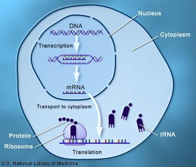 Central Dogma of Molecular Biology CentralDogma3 For a cell, at a particular time, thousands of mrna are