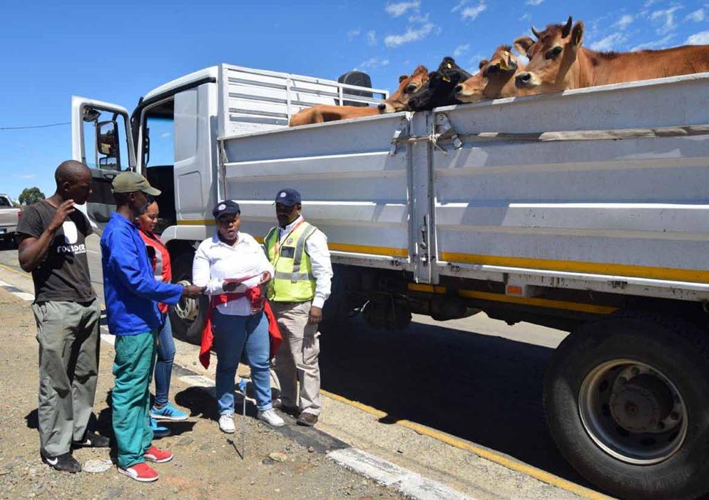 Lesotho Inspection Anti-Smuggling Unit officers stop a truck carrying live animals at one of the country s major