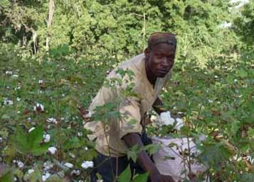I will continue to grow Bt cotton because I have confirmed that indeed, the benefits are enormous not only in terms of profits but also in relieving the burden of spraying and fetching water for the