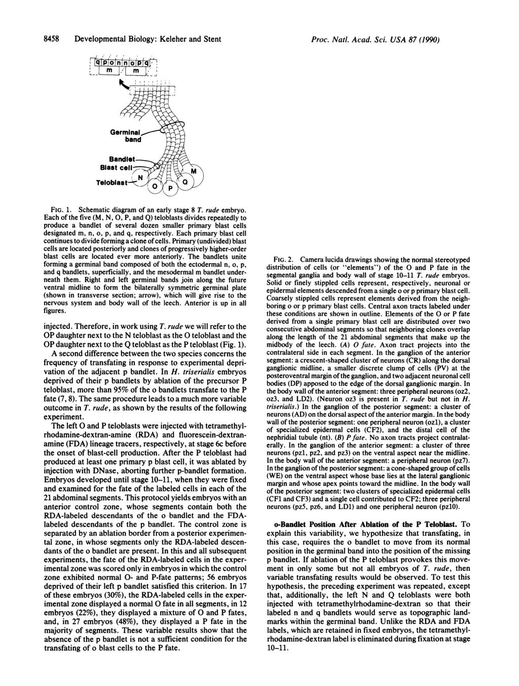 8458 Developmental Biology: Keleher and Stent Proc. Natl. Acad. Sci. USA 87 (1990) Safondlot Teloblast-k1r': FIG. 1. Schematic diagram of an early stage 8 T. rude embryo.