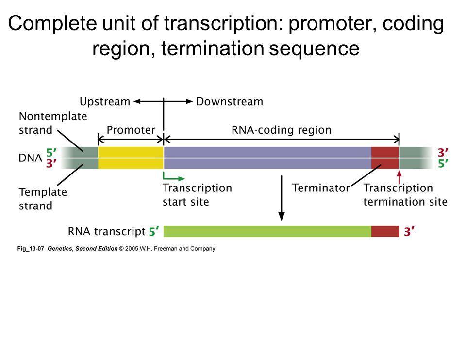 Genes Review II The beginning and the ending of genes play an important role in the regulation of RNA synthesis.