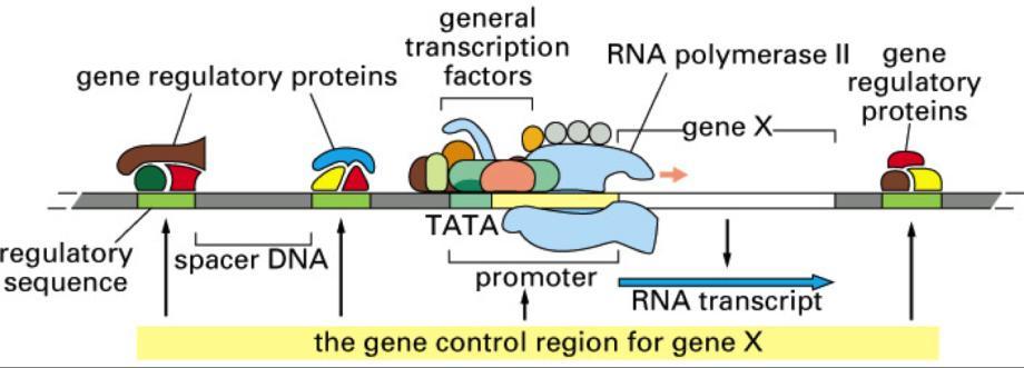 Regulatory Region Receives signals from other genes or cellular environment The binding site for regulatory proteins. Regulatory proteins influence the rate of transcription.