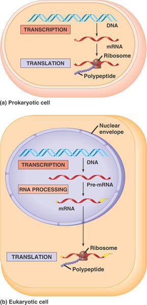 Introduction Transcription is the process in which genetic information, stored in a strand of DNA (gene), is copied into a strand of RNA.