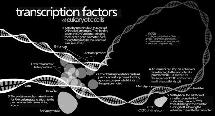 activators, these factors position RNA polymerase at