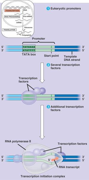 Gene Regulatory Proteins IV Coactivators{Mediator} Adapter molecules that integrate signals from activators and