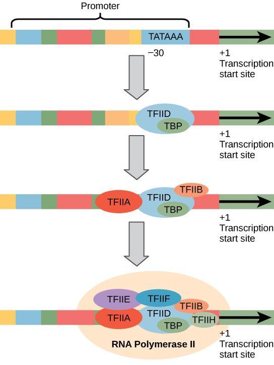 Transcription {Eukaryotes} Initiation V RNA Polymerase II & General Transcription Factors TFIIB, TFIIE and TFIIH