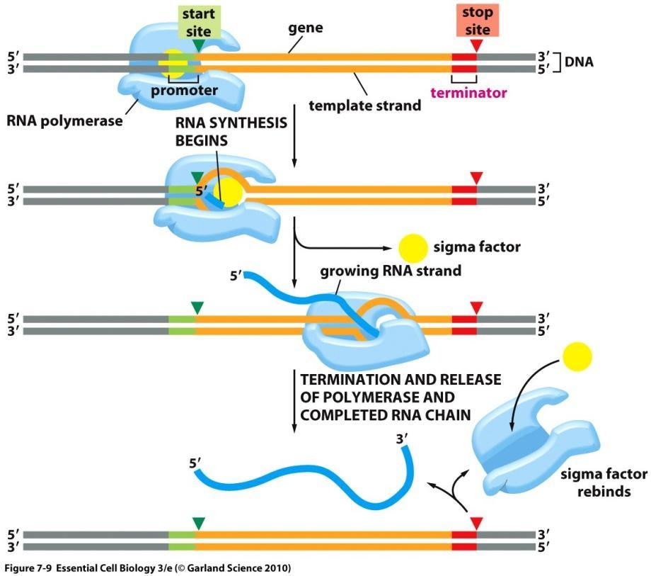 Transcription Termination {Eukaryotes} There are two proposed mechanisms as to how termination is completed. 1.