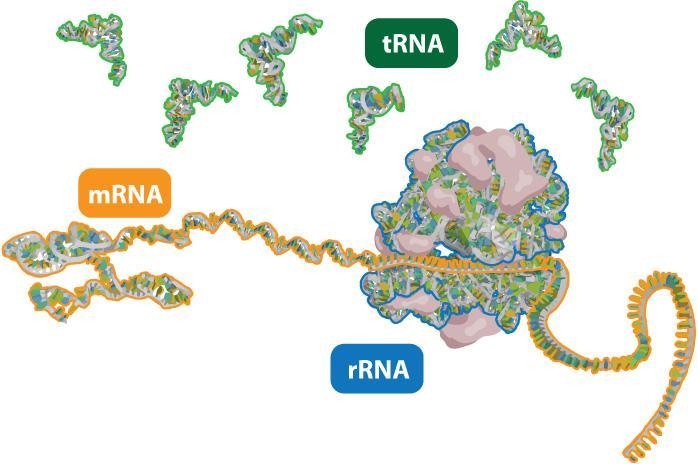 Types of RNA Messenger RNA Contains information that specifies the amino acid sequence