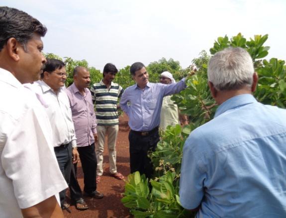 Venkatesh Hubballi, Director, Directorate of Cashewnut and Cocoa Development Board, Cochin said that 5.