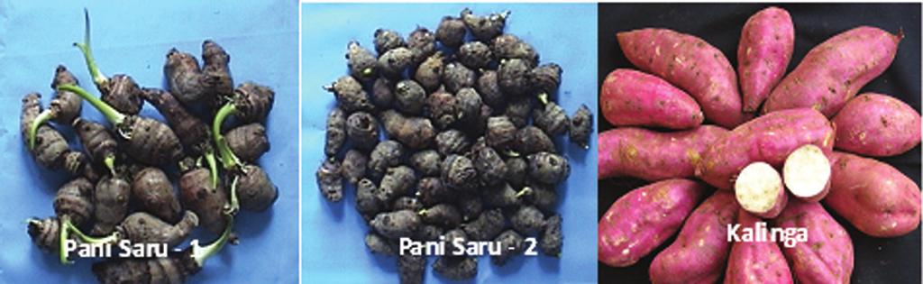 Sweet potato and taro resilient to stresses... Table 1. contd. Variety % Damaged leaf/plant Vine weight/ plant (in kg) Sree Vardhini 32.5 0.276 Goutam 22.0 0.241 Samrat 19.1 0.162 Sree Arun 25.0 0.226 Sree Varsha 33.