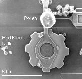 blood cells (~7-8 m) ~10 nm