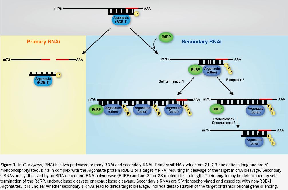 Secondary RNAi triggered by primary RNAi (note: has only been observed