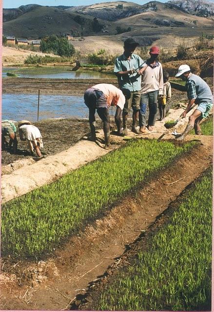System of Rice Intensification (SRI) Planting of seedlings at 8 12 days (instead of 30 50 days), 25 cm apart Keeping soil