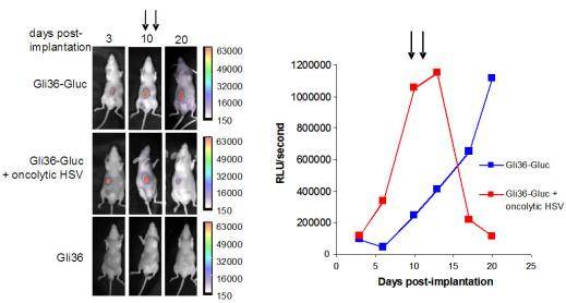 Gluc level in the blood to monitor cell proliferation and death *Figure 3 : Mice were implanted with one million Gli36-Gluc cells subcutaneously and tumor growth was monitored by both in vivo