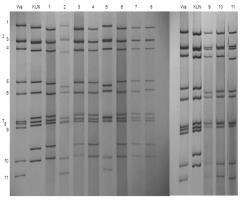 Protocol of ISSR PCR for PAGE and silver staining, is an efficient and reliable method with a better resolving