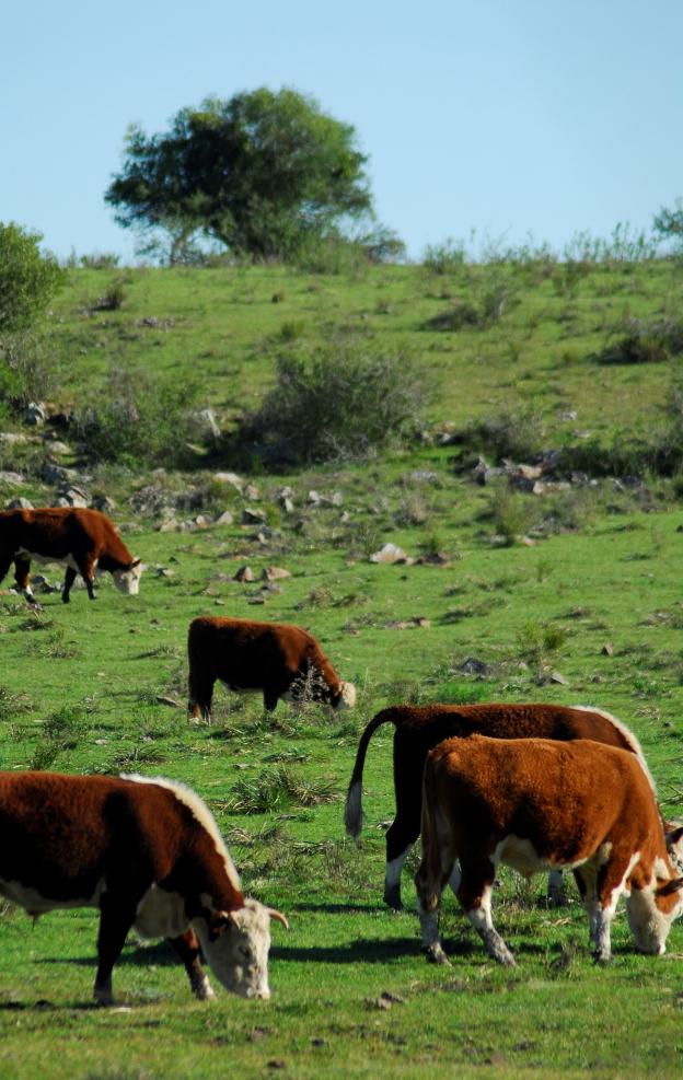 In Uruguay, the Viva Grass Fed Beef program stands out, carried out jointly with the cattle suppliers to obtain a distinguishable product, in which livestock are exclusively fed in pasture and, given