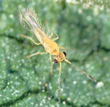 uniform, largescale monocultures to insect pests and diseases, which, in many cases, can cause yield losses.