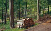 companies directly involved in the timber industry, an