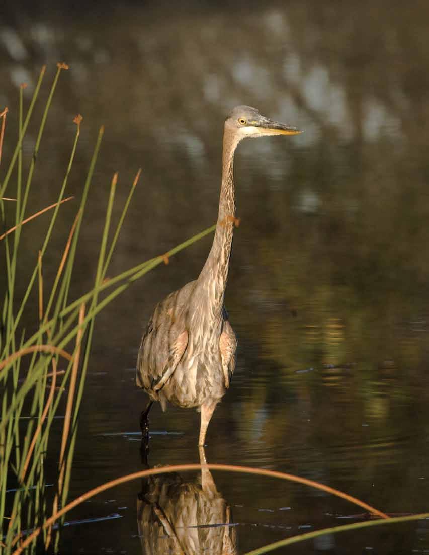Large immature blue egret in pond located in the Schiller