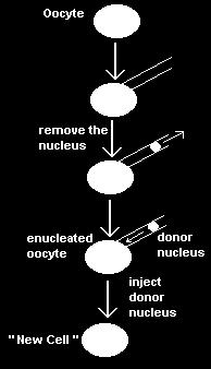 That's nuclear transfer, the transfer of a nucleus from one cell to another, creating a "new cell" with a different nucleus. Many of these new cells which Gurdon created behaved like a zygote.