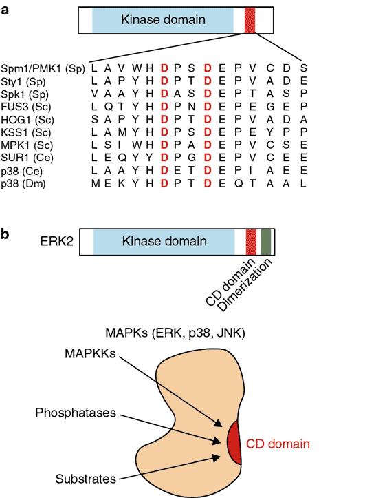 Common Docking Domain of MAP Kinases The CD domains in the three-dimensional structures of ERK2 and p38.
