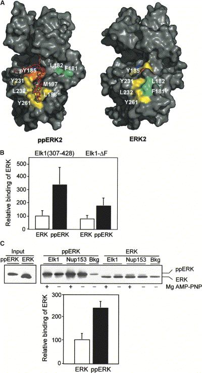 Binding Domain to DEF Motif Distinct from CD Molecular-Surface Representation of Activated ERK2 Docking Domains ERK2 interacts with the D-domain substrate RSK