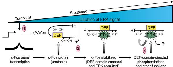 Interpretation of the Sustained Activation of ERK1/2 MAP Kinases A working model of how c-fos functions as a sensor for sustained ERK activity.