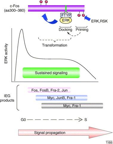 Sustained ERK activity allows c-fos's Ser 374 and Ser 362 residues to be phosphorylated in ERK- and RSK-dependent manners, respectively (step 2).