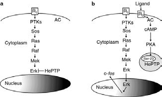 b, Stimulation of receptors (R2) that couple to adenylate cyclase (AC) turn on the new pathway