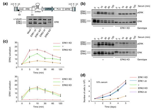Redondant Roles of Erk1 and Erk2 Isoforms? ERK-specific gene silencing unmasks differential roles for ERK1 and ERK2 in cell signaling and proliferation.