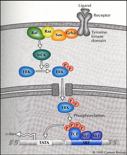 Regulation of ERK1/2 MAP Kinases by Mitogens Mitogens Raf MEK1