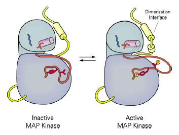 Kinases by