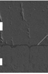 SEM images of TBCs after isothermal cycling treatments for 100h. 3.