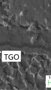 Figure 7. SEM of an EB-PVD TBCs after isothermal cycling treatments for 100h. 5.