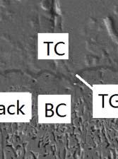 has been used to establish interfacee model of TBC.